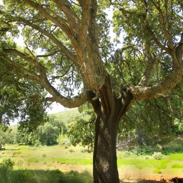 Quercus suber - Quercia da sughero