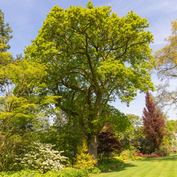 Quercus robur - Farnia