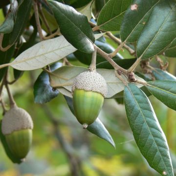 Quercus ilex - Quercia leccio