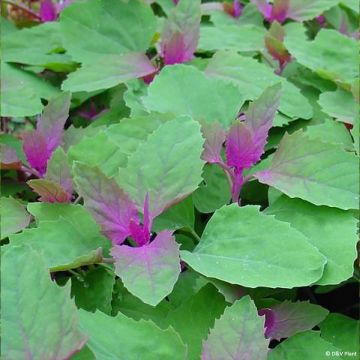 Chenopodium giganteum - Farinello amaranto