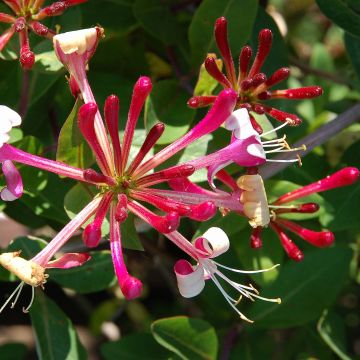 Lonicera japonica Red World - Caprifoglio giapponese