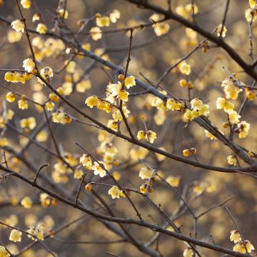 Chimonanthus praecox - Calicanto d'inverno