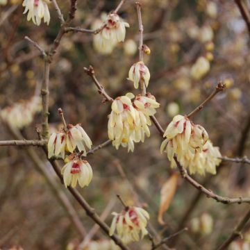 Chimonanthus praecox Grandiflorus - Calicanto d'inverno