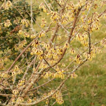 Chimonanthus praecox Grandiflorus - Calicanto d'inverno