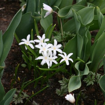 Chionodoxa luciliae Alba - Scilla di Lucile