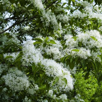 Chionanthus retusus - Albero della neve