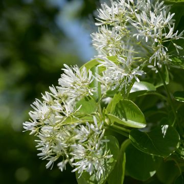 Chionanthus retusus - Albero della neve