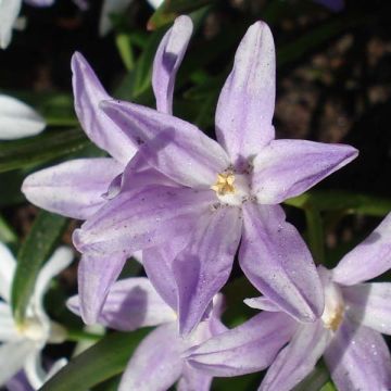 Chionodoxa forbesii Violet Beauty - Gloria della Neve