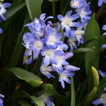 Chionodoxa forbesii Blue Giant - Gloria della Neve