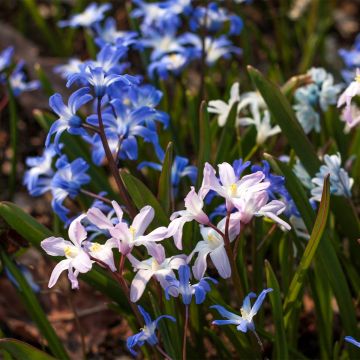 Chionodoxa forbesii Mix - Gloria della Neve