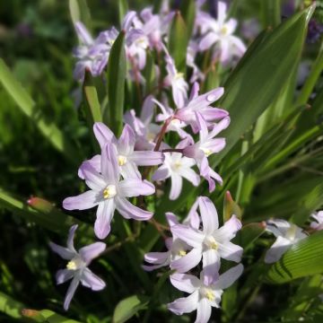 Chionodoxa forbesii Pink Giant - Gloria della Neve