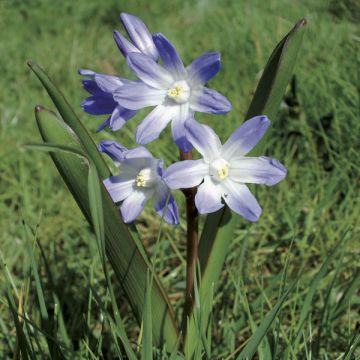 Chionodoxa luciliae - Scilla di Lucile