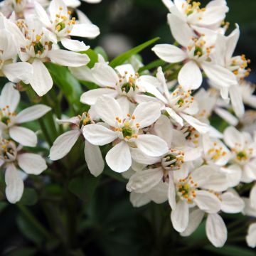 Choisya ternata - Arancio messicano