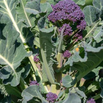 Cavolo broccolo Early Purple Sprouting