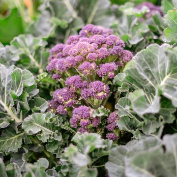 Cavolo broccolo Summer Purple