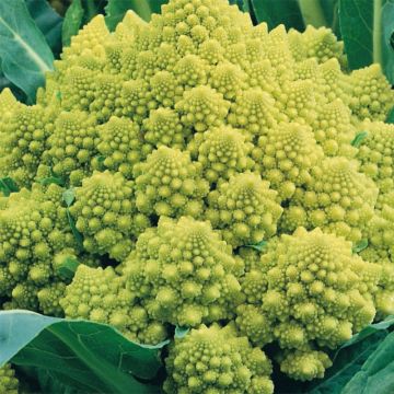 Broccolo romanesco Romanesco