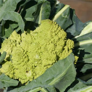 Broccolo romanesco Bio - Ferme de Sainte Marthe