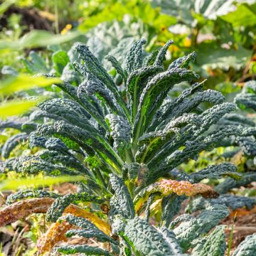 Cavolo riccio Nero di Toscana Bio