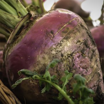 Rutabaga Champion