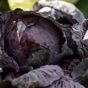 Cavolo cappuccio Rosso Testa nera