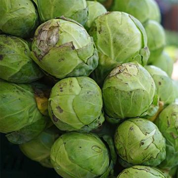 Cavolini di Bruxelles Sanda