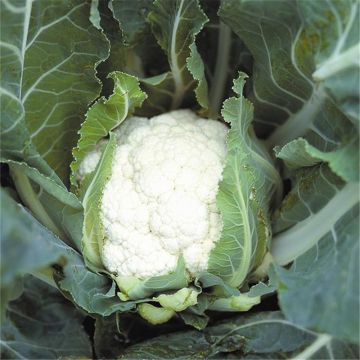 Cavolfiore Gigante autunnale Primus