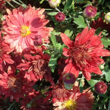 Chrysanthemum rubellum Duchess of Edimburgh - Crisantemo