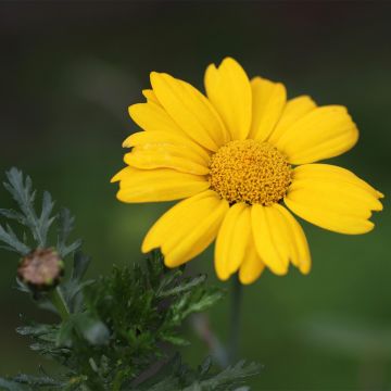 Chrysanthemum segetum Bio - Ferme de Sainte Marthe - Crisantemo campestre