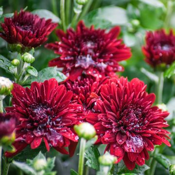 Chrysanthemum Herbstrubin - Crisantemo