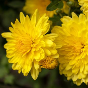 Chrysanthemum Nantyderry Sunshine - Crisantemo