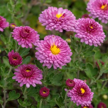 Chrysanthemum Anastasia - Crisantemo