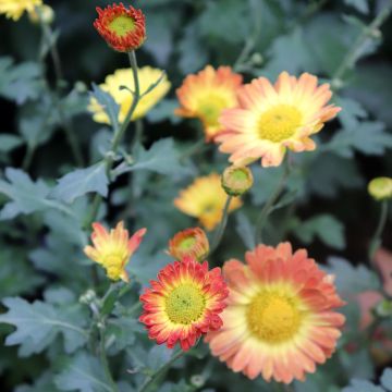 Chrysanthemum rubellum Dernier Soleil - Crisantemo