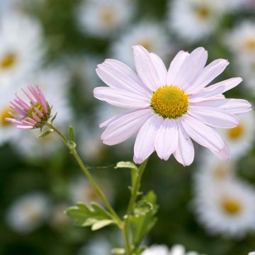 Chrysanthemum arcticum Roseum - Crisantemo