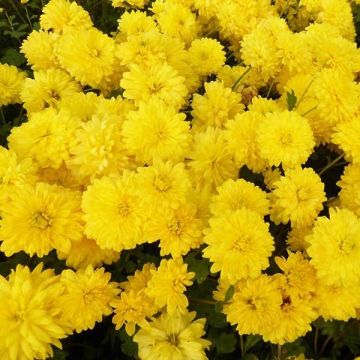 Chrysanthemum Citronella - Crisantemo