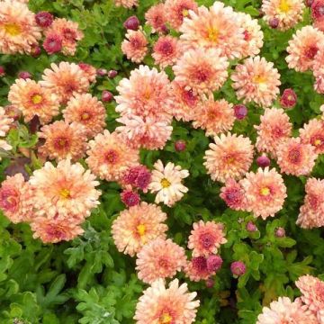 Chrysanthemum indicum Herbstbrokat - Crisantemo