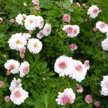 Chrysanthemum indicum Julia - Crisantemo