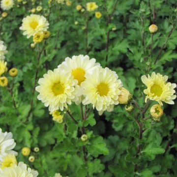 Chrysanthemum indicum Poesie - Crisantemo