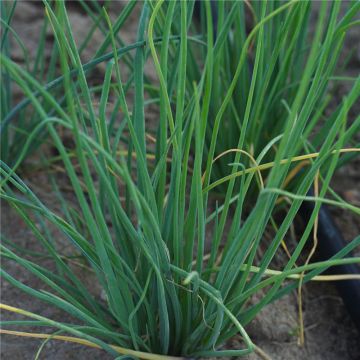 Erba cipollina Polyvert Bio - Ferme de Sainte Marthe