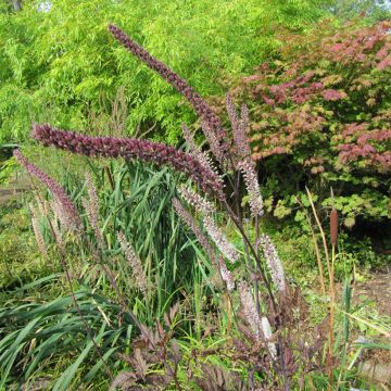 Cimicifuga simplex Pink Spike - Actaea