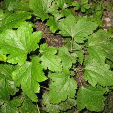 Actaea biternata