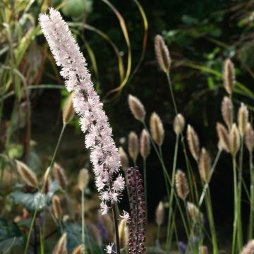 Cimicifuga simplex Brunette - Actaea