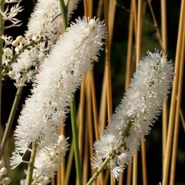 Actaea matsumurae White Pearl - Cimicifuga