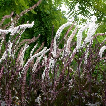 Actaea Black Negligee - Cimicifuga