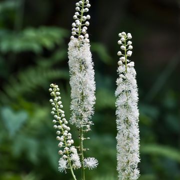 Actaea racemosa - Cimicifuga