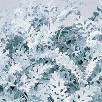 Senecio cineraria Silver Dust