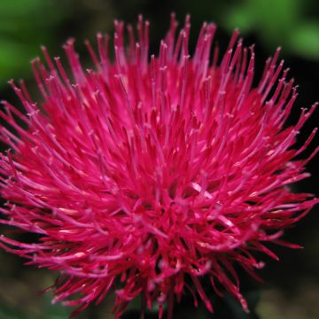 Cirsium japonicum Rose Beauty - Cardo