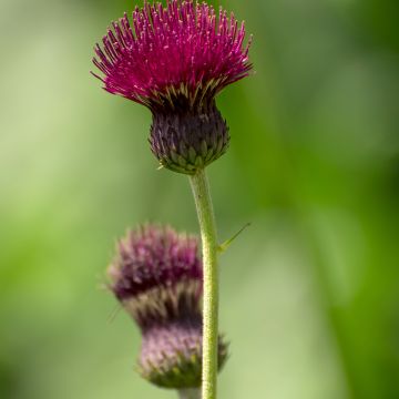 Cirsium rivulare Atropurpureum - Cardo dei ruscelli