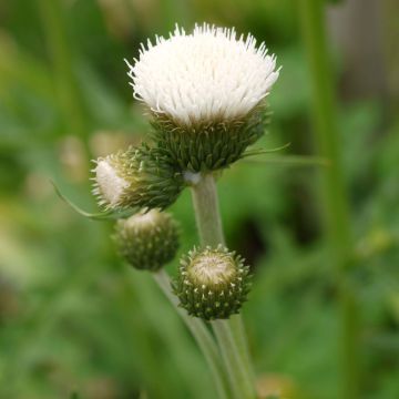 Cirsium rivulare Frosted Magic - Cardo dei ruscelli