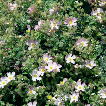 Cistus argenteus Silver Pink - Cisto