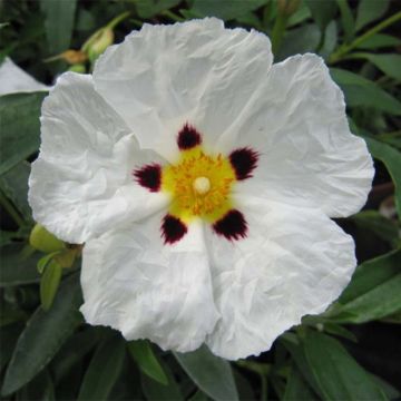 Cistus purpureus Alan Fradd - Cisto